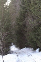 Snow in winter. A lot of snow on spruces, pines and birches. Winter in the woods with a lot of snow after a snowstorm.
