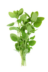 Marjoram herb leaf sprigs nervine plant used in food seasoning and herbal medicine. Is stress relieving and has anti-inflammatory, antimicrobial, analgesic, antioxidant properties. On white. Origanum