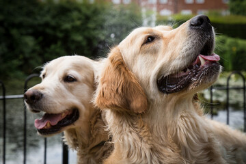 golden retriever portrait