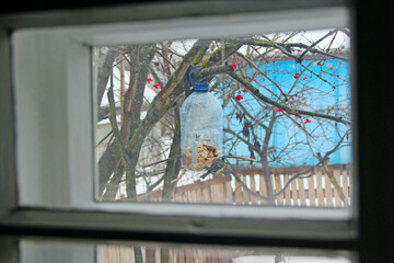 Tit in feeder view from window. View from window of room tit sitting in feeder
