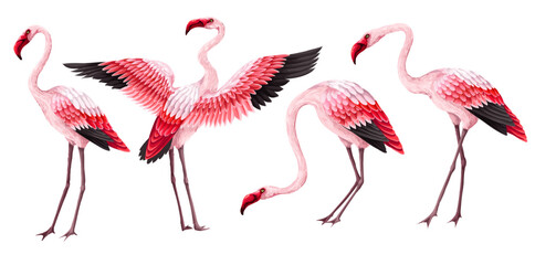 Pink flamingos isolated on the white background. Vector.