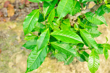 leafs on a tea bush