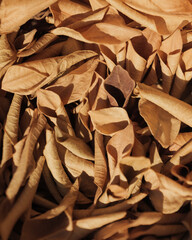 Close-up of a Pile of Dry Brown Leaves Illuminated by Sunlight