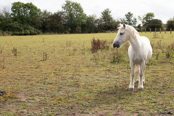 Obraz na płótnie Canvas white pony 