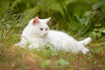 All white cat with blue eyes  laying outside on the grass in the summer season under the leaves resting in the shadow