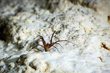 Meta menardi, European cave spider. Cave orbweaver