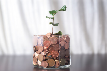 Holly sprout growing in a jar full of coins, Concept of sustainability, growth and savings