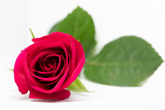 single red rose 