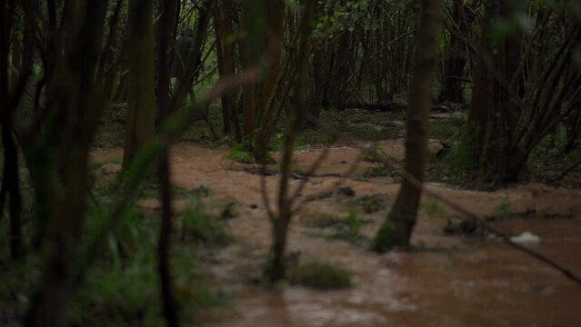 A man walking through a dark flooded forest in heavy rain during a storm