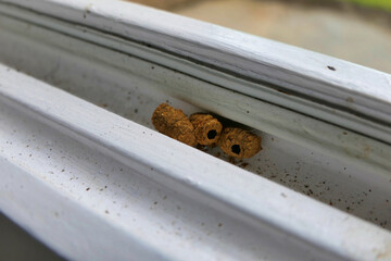 Vase shaped Potter or Mason Wasp (Eumenes) nests made of mud, found in a window reveal
