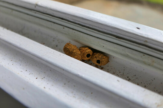 Vase shaped Potter or Mason Wasp (Eumenes) nests made of mud, found in a window reveal
