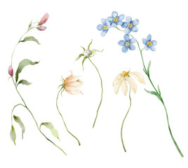 Watercolor bouquet of daisy, forget-me-not, campanula and leaves. Hand painted floral card isolated on white background. Holiday flowers Illustration for design, print, fabric or background. - 728069499