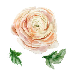 Watercolor abstract flower set of ranunculus and leaves. Hand painted floral elements of pink wildflower isolated on white background. Holiday Illustration for design, print, fabric or background. - 728069651