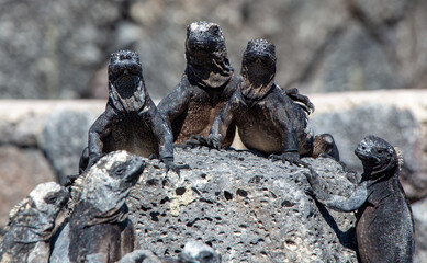 Lagartos marinos tomando el sol