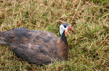 A Guinea Fowl in the Grass