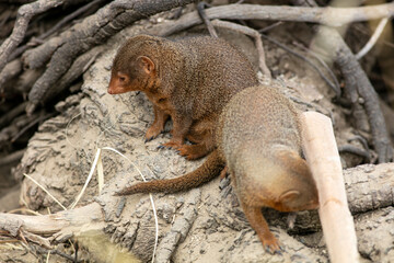 A Mongoose and its Habitat with Rocks and Branches