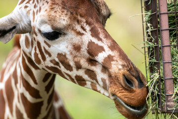 A Giraffe Reaching for Acacia Leaves and Eating them with Thorns in the Picture