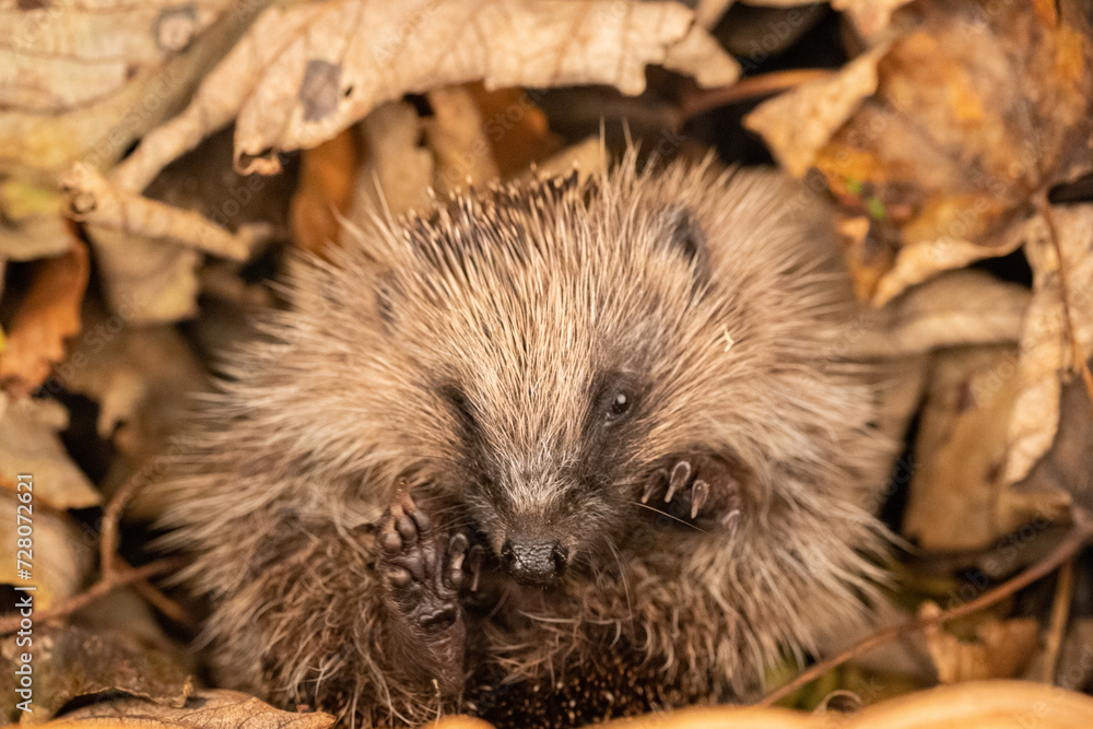 Poster hedgehog in the leaves 