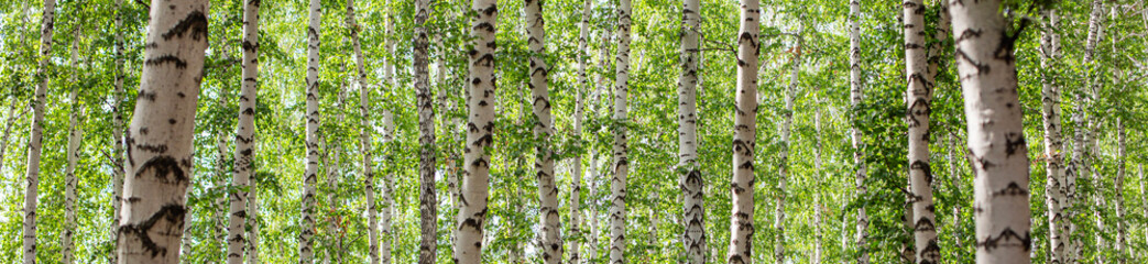 birch and pine forest close up at a beautiful sunset