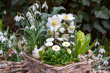 weiße Bellis, Christrose, Schneeglöckchen und Hyazinthe im Korb im Frühlingsgarten