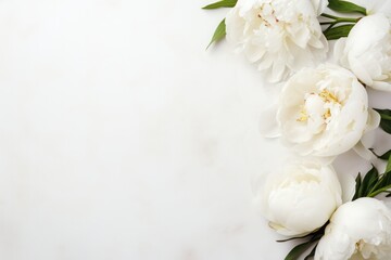 white peony flowers background with copy space left. Florist shop, beauty salon, manicure service,...