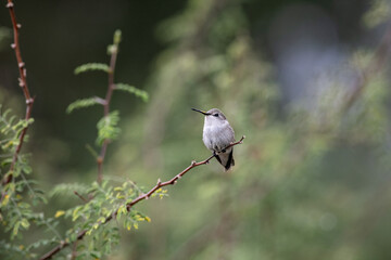 A Cute Hummingbird on a Branch