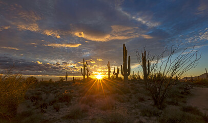 Wide Angle Desert Sunrise SunRays In Scottsdale With Sagauro Cactus In Arizona
