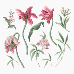 Vintage tulips flowers and leaves isolated. Vector.