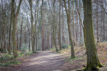 woodland walk
