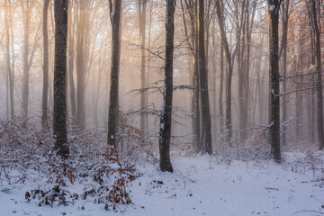 Winter forest in foggy weather the sunshine deciduous during sunrise trees illuminated by rays of sun misty and cold morning fog. - 728080673