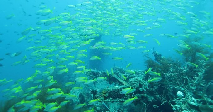 Flock herd of yellow Jack fish bait ball. A fish swimming around the mast of a sunken ship and a diver in the background. Seascape with schooling yellow Jack fish in the sunken ship of the Caribbean