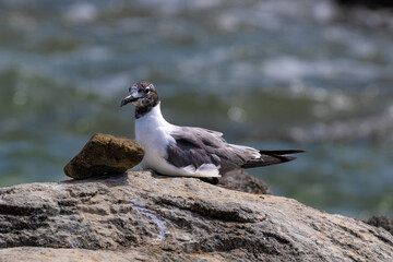 Laughing Gull (Leucophaeus atricilla) sitting on rock, offshore the Island of Aruba. Ocean in the background. 
