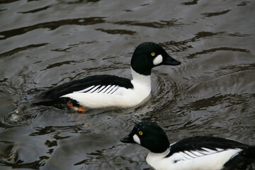 A close up of a Barrows Goldeneye