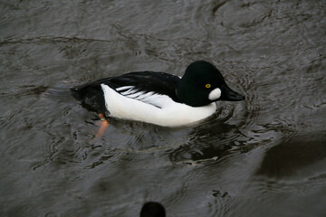A close up of a Barrows Goldeneye