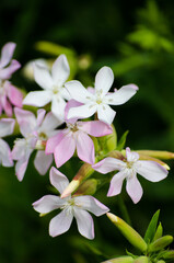 White flowers