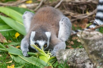 Close up of a ring tailed lemur (Lemur catta) eating sweetcorn