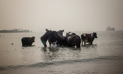 Natural Beauties of Bangladesh. Bangladesh is a situated in South Asia. 
It is a country of gorgeous greenery on the shore of the Bay of Bengal.
Many rivers, birds,forests,historical places and above 