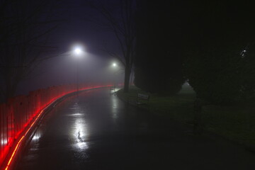 Winter night in the park