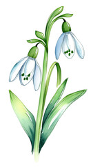 snowdrops isolated on white transparent background, botanical herbal watercolor illustration for wedding or greeting card, wallpaper, wrapping paper design, textile, scrapbooking