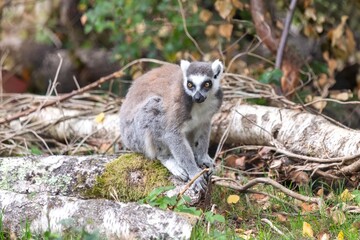 Naklejka na ściany i meble Portrait of a ring tailed lemur (Lemur catta) sitting on a branch