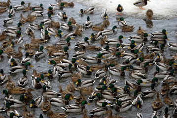 a flock of ducks