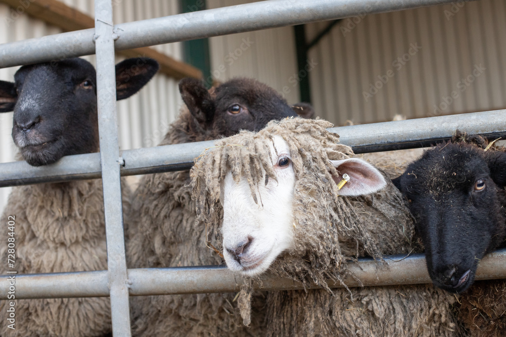 Sticker sheep on the farm