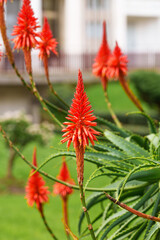 Aloe succulent plant in bloom in the garden with bright red flowers
