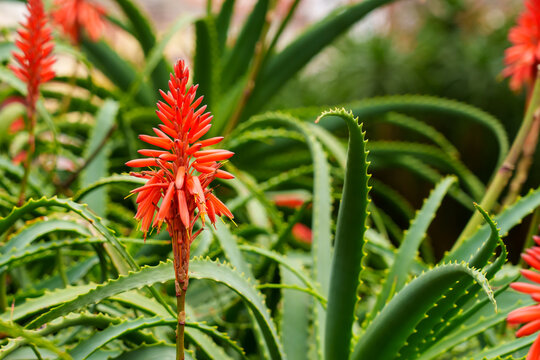 Aloe succulent plant in bloom with bright red flowers close up