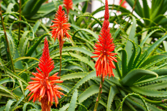 Red inflorescence of Aloe arborescens (krantz aloe or candelabra aloe) plant