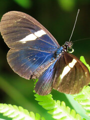 Obraz premium butterfly of vibrant colors, surrounded by its natural environment, transmitting an ephemeral and captivating moment of wildlife