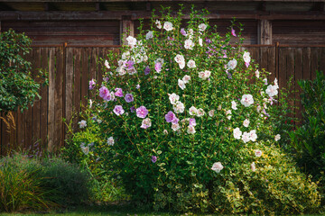 White and pink hibiscus flowers blooming beautifully in the garden in the countryside