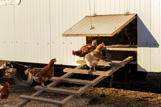 Free-range chickens in a mobile barnyard, producing organic eggs. Chickens roam freely, creating a sustainable and natural environment. Horizontal view of a mobile coop