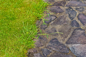 weed growing through gaps of a stone pavement.
