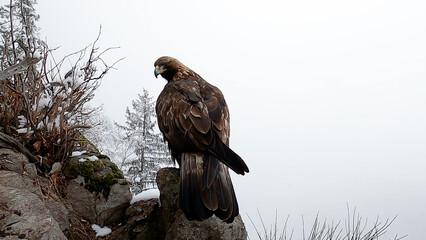 Golden eagle  (Aquila chrysaetos) Banner
